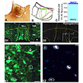 August 2015 Featured Papers Image - Small