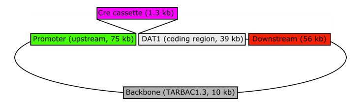 Figure 1:  Schematic of DAT-iCre transgenic construct. 