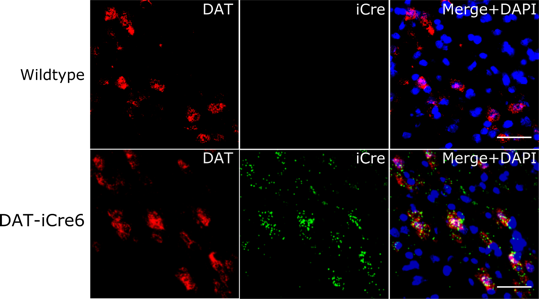Figure 2:  RNA expression patterns of DAT (red) and iCre (green) in the midbrain.