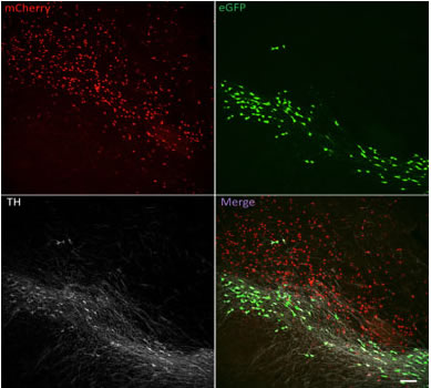 Figure 3.  Midbrain expression of tyrosine hydroxylase (TH) and red to green fluorescent protein reporters of Cre activity. 