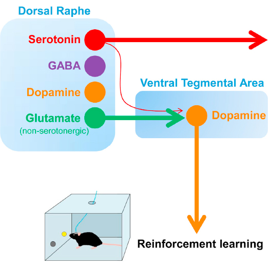 Serotonergic versus Nonserotonergic Dorsal Raphe Projection Neurons: Differential Participation in Reward Circuitry