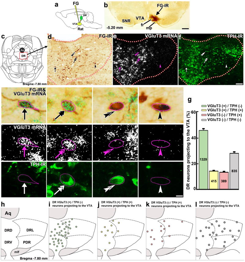 A glutamatergic reward input from the dorsal raphe to ventral tegmental area dopamine neurons.