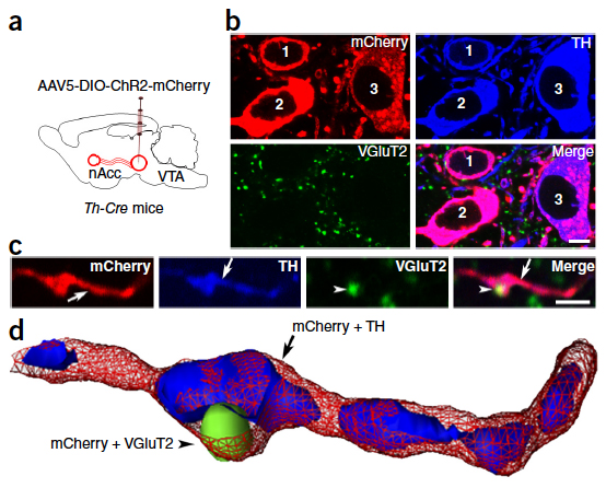 Dopaminergic and glutamatergic microdomains in a subset of rodent mesoaccumbens axons.
