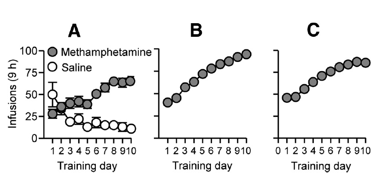 Incubation of methamphetamine craving is associated with selective increases in expression of Bdnf and trkb, glutamate receptors, and epigenetic enzymes in cue-activated fos-expressing dorsal striatal neurons.