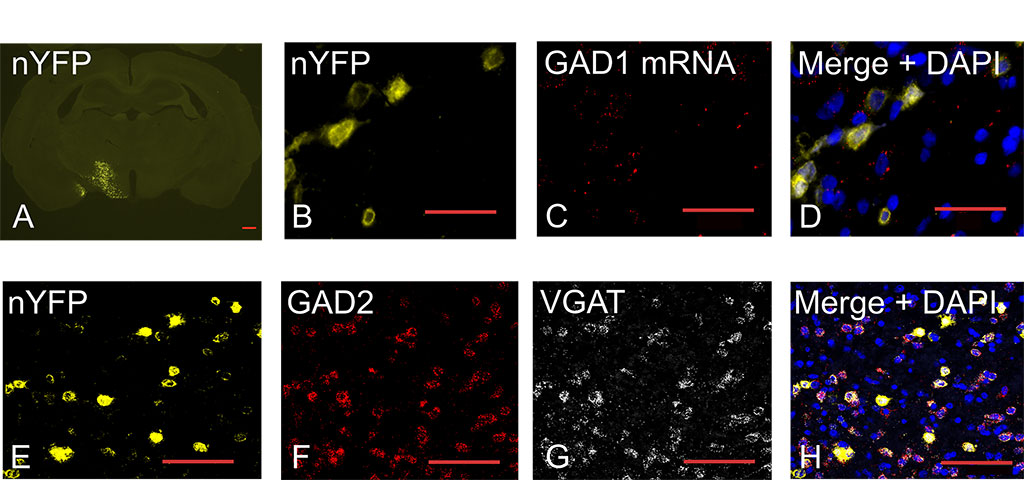 Figure 2: Basic Characterization of the GAD-Cre Rat.