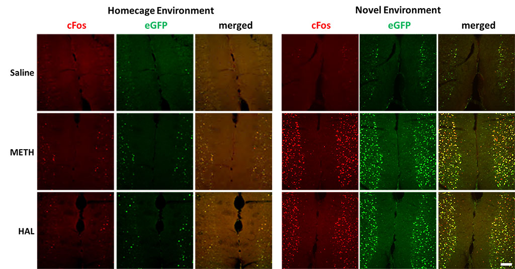 Figure 2. Activation of endogenous cFos expression and eGFP expression in prefrontal cortex.