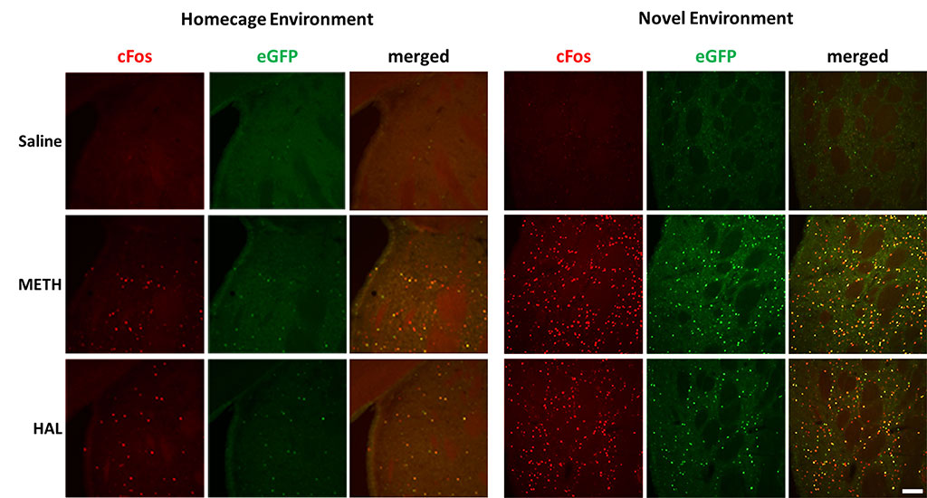 Figure 3. Activation of endogenous cFos expression and eGFP expression in dorsal striatum.