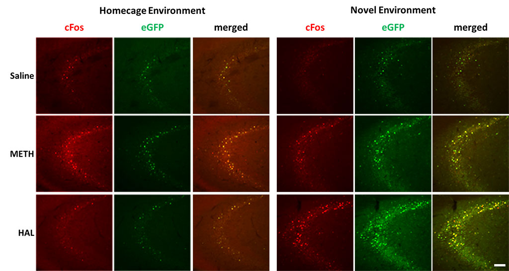 Figure 4. Activation of endogenous cFos expression and eGFP expression in hippocampus.