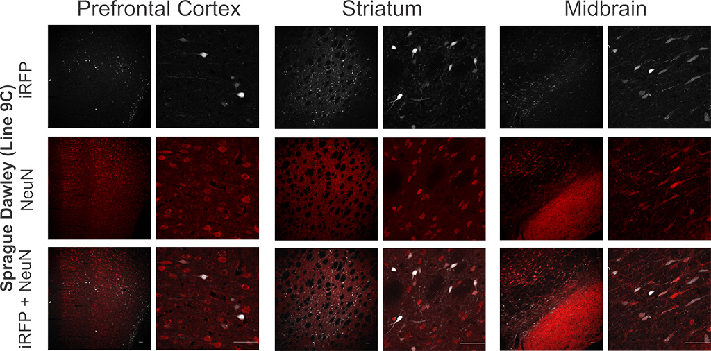 Figure 2. DIO-iRFP transgenic rats express iRFP713 in a Cre-dependent manner in three different brain regions.