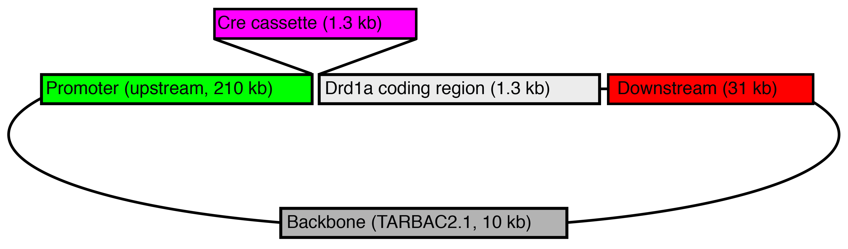 Schematic Draft Drd1a-iCre