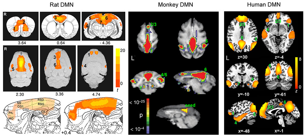 Rat brains also have a default mode network.