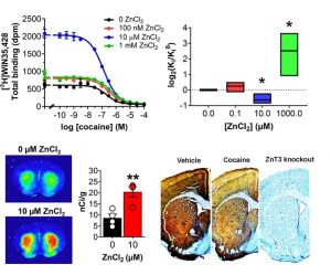 At physiological concentrations, Zn increases the affinity of cocaine at its main endogenous target, the dopamine transporter. Cocaine also decreases synaptic Zn2+ levels in the brain.